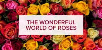 FM4-Lifestyle—Wonderful-Roses—Blog
