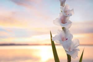 White gladiolus against sunset on the water
