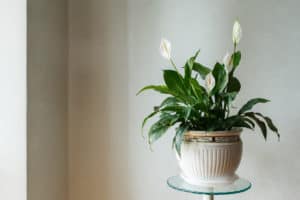 Peace Lily in white pot inside