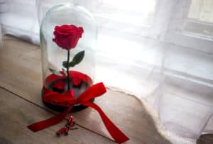 Long-lasting rose in a flask, in a glass dome, stabilized, a gift