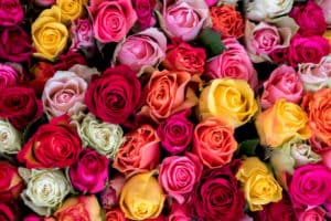 Multi colored roses of pink, red, yellow, white, orange, and more.